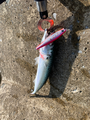 サバの釣果