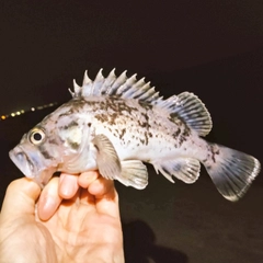 クロソイの釣果