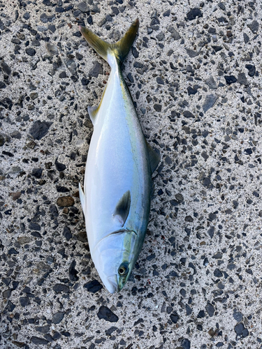 ハマチの釣果