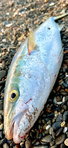 メジロの釣果