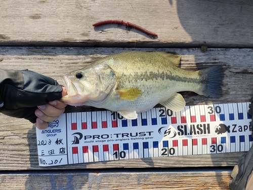 ブラックバスの釣果