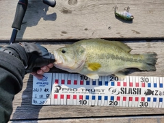 ブラックバスの釣果