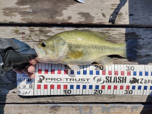 ブラックバスの釣果