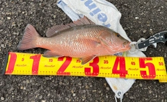 マングローブジャックの釣果