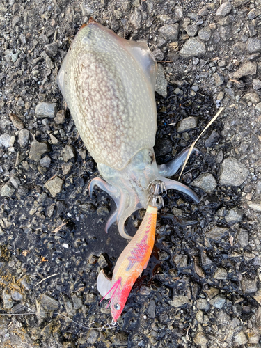 シリヤケイカの釣果