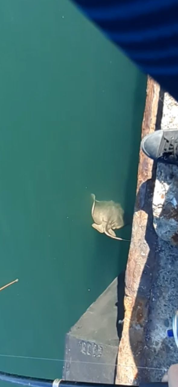 サメ