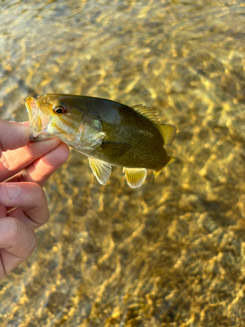 スモールマウスバス