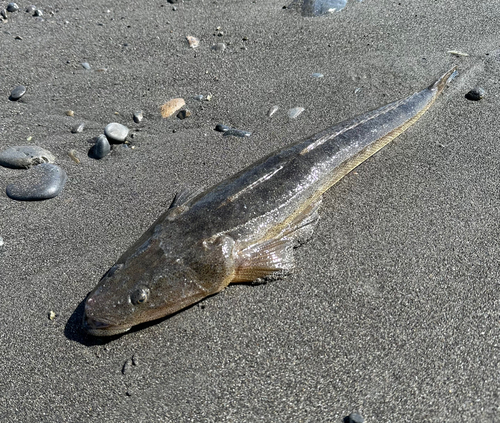 マゴチの釣果