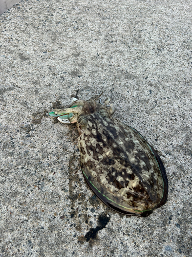 モンゴウイカの釣果