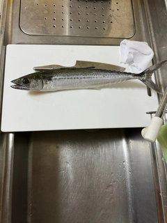 サゴシの釣果