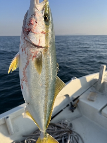 イナダの釣果