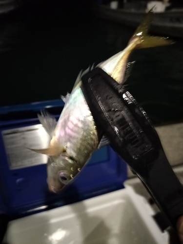 アコウの釣果