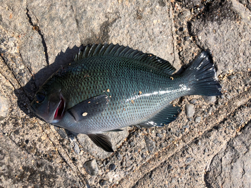 メジナの釣果