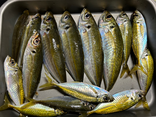 アジの釣果