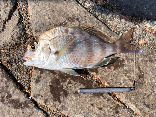 チャリコの釣果