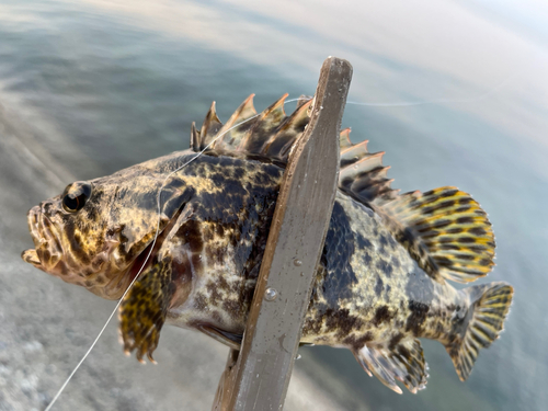 タケノコメバルの釣果