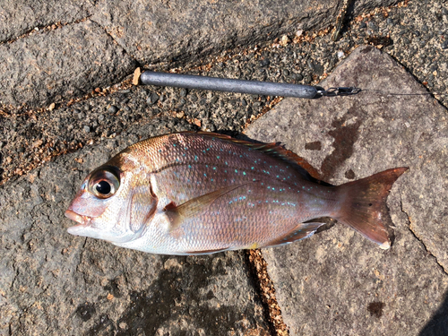 チャリコの釣果