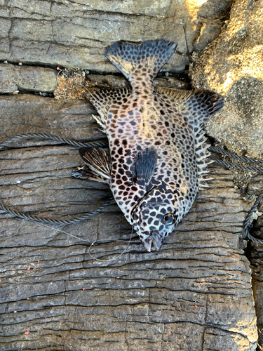 イシガキダイの釣果