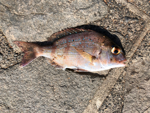 チャリコの釣果