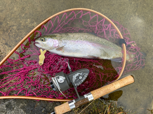 ニジマスの釣果