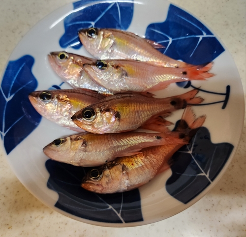 ネンブツダイの釣果