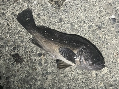 クロソイの釣果