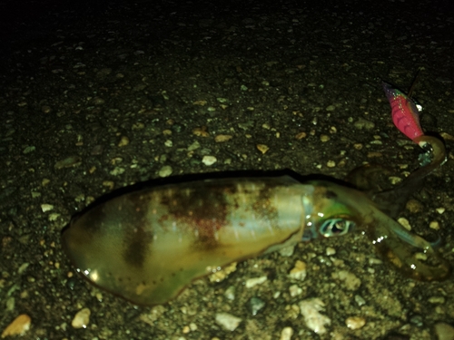 アオリイカの釣果