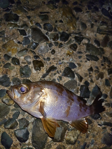 メバルの釣果