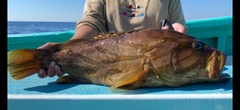 ホウキハタの釣果