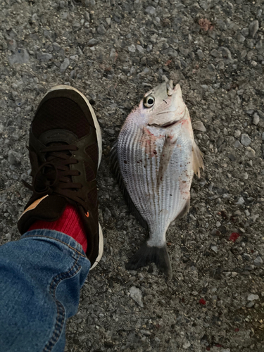 ヘダイの釣果