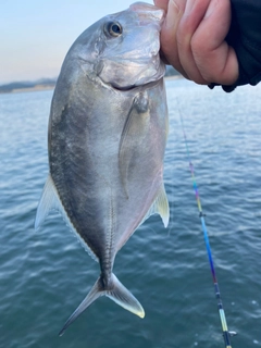 メッキの釣果