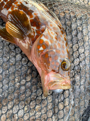 キジハタの釣果