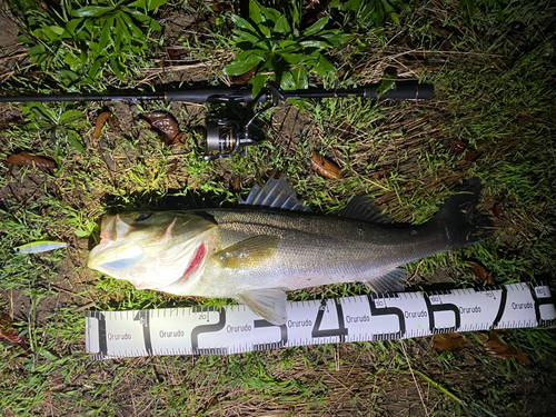 シーバスの釣果