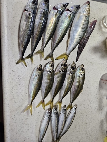 サバの釣果