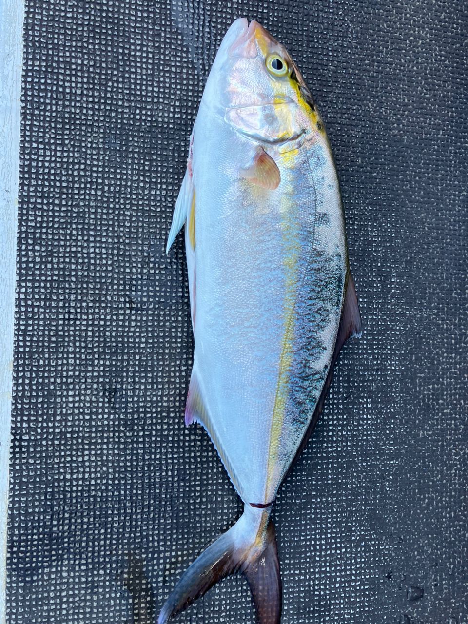 中村ツモさんの釣果 2枚目の画像