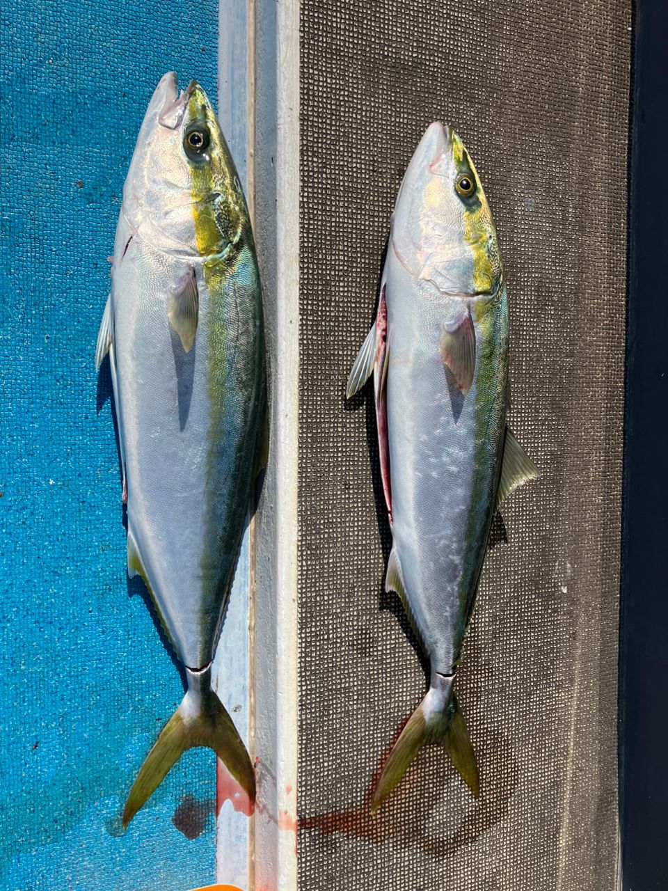 中村ツモさんの釣果 3枚目の画像