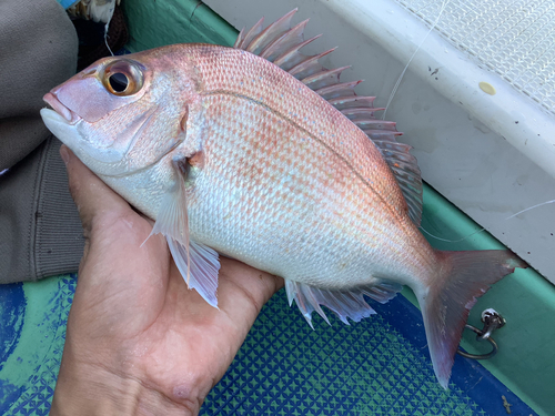 マダイの釣果