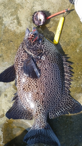 イシガキダイの釣果