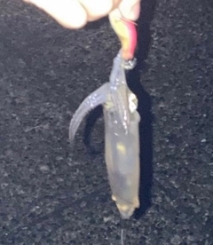 マメイカの釣果