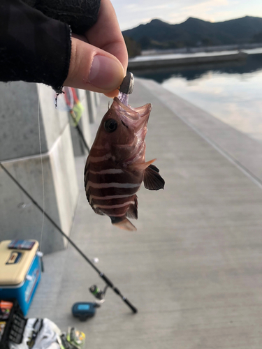 マハタの釣果