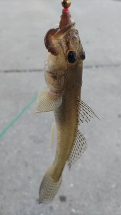 マハゼの釣果