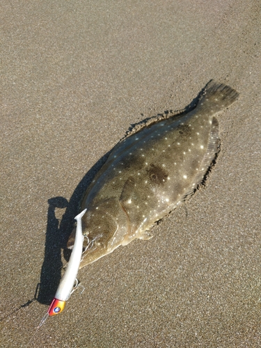 ソゲの釣果