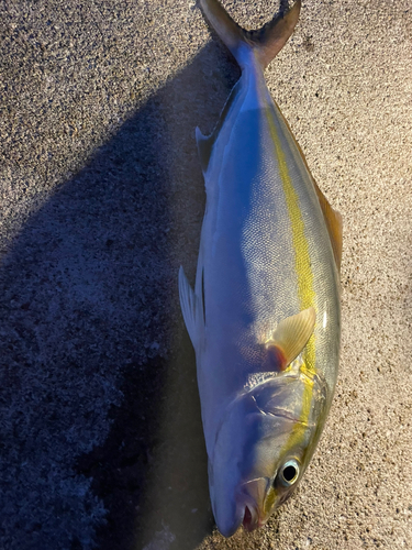 ヤズの釣果