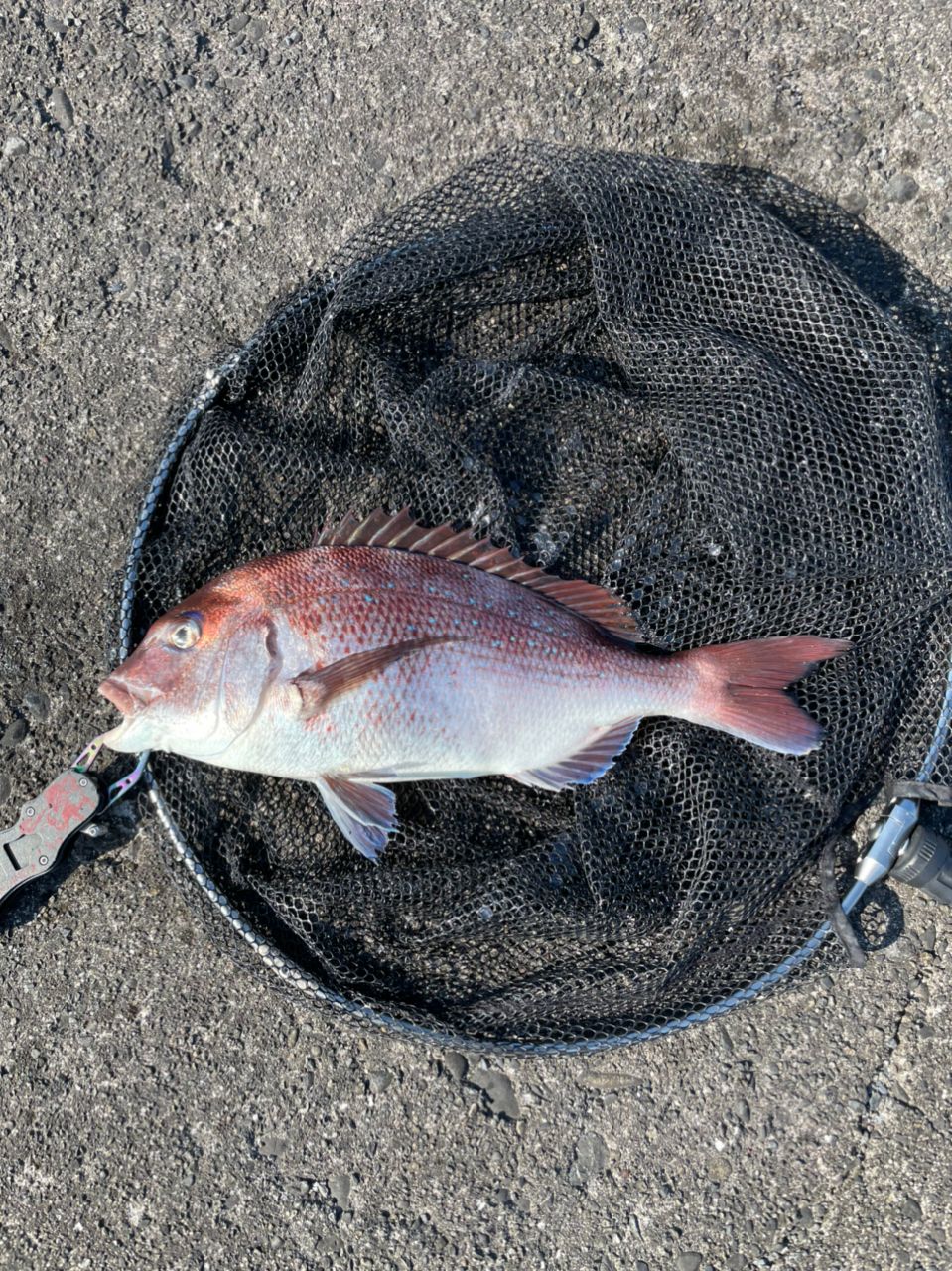 よしよし0929さんの釣果 2枚目の画像