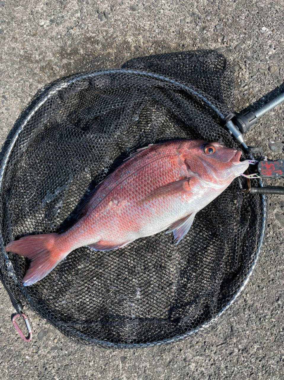 よしよし0929さんの釣果 3枚目の画像