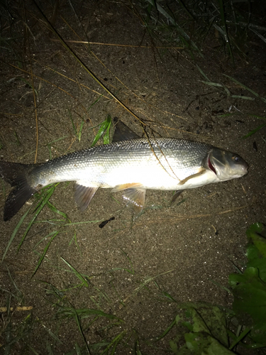 ウグイの釣果