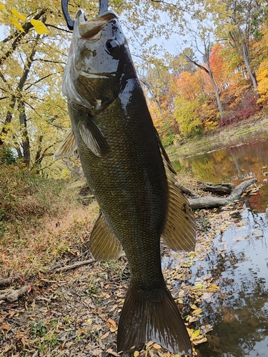 スモールマウスバスの釣果