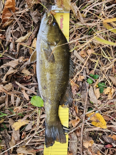 スモールマウスバスの釣果