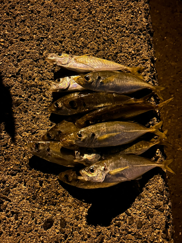 アジの釣果