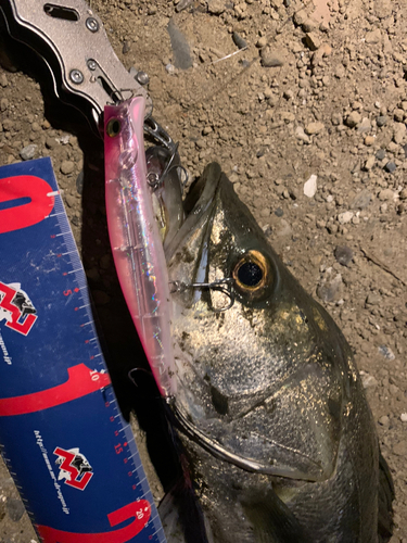 シーバスの釣果